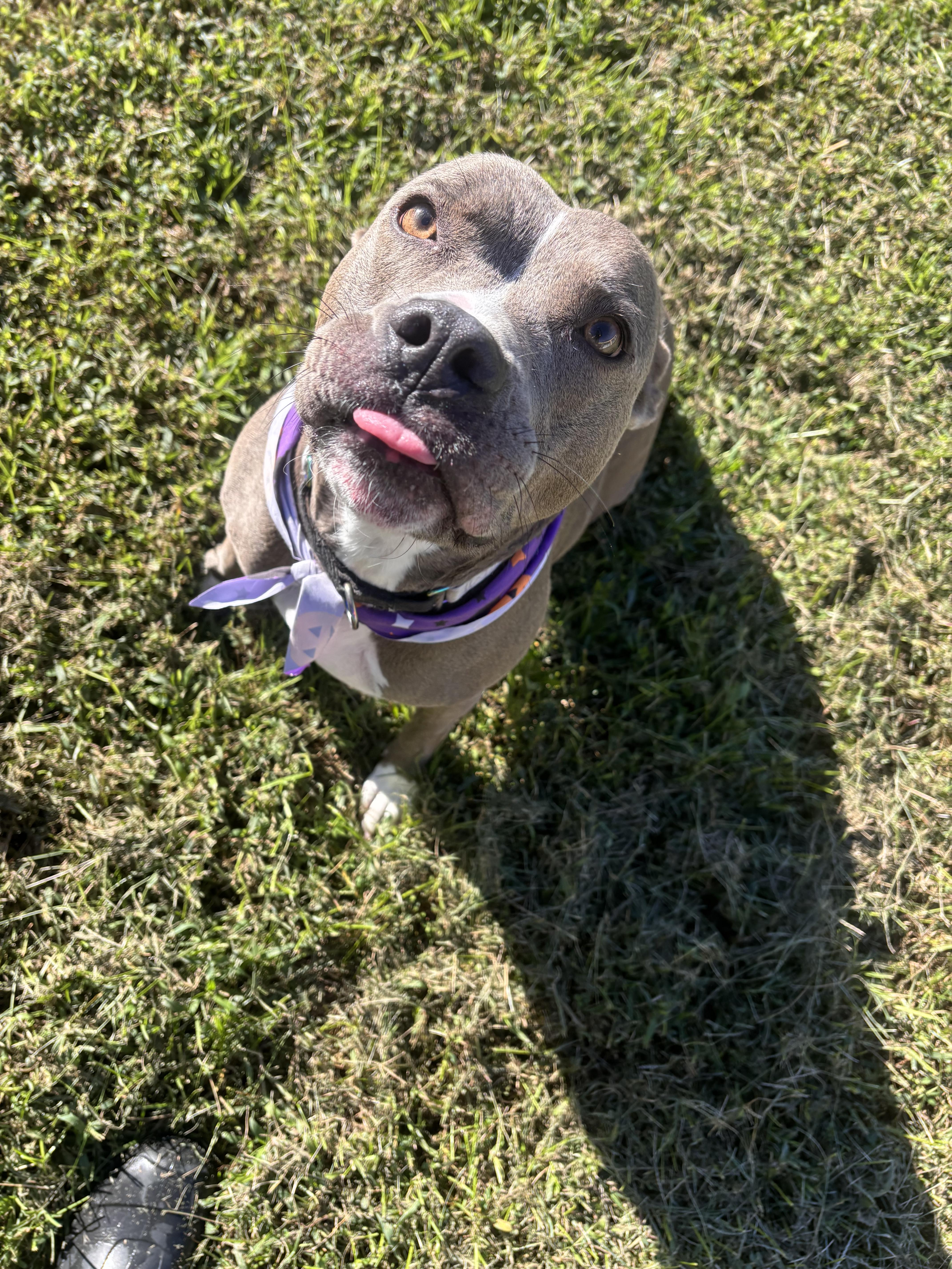 An adult medium-sized female Gray / Blue / Silver American Staffordshire Terrier dog named Goji for adoption in Stafford, VA
