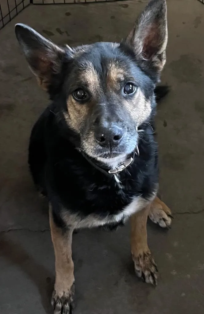 A senior medium-sized male Mixed Breed dog named Denny for adoption in Medford, WI