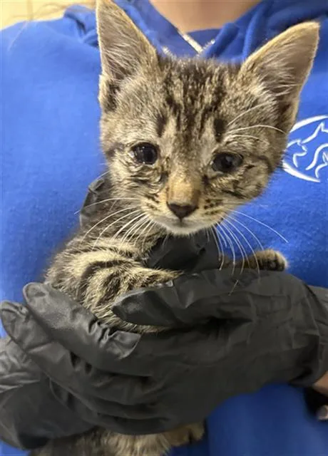 A baby small-sized male Domestic Short Hair cat named Umami for adoption in Camarillo, CA