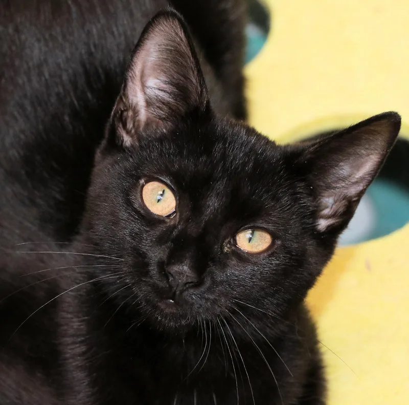 A baby medium-sized male Black Domestic Short Hair cat named Mousse for adoption in Cincinnati, OH