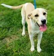An adult medium-sized female Mixed Breed dog named Gypsy for adoption in Cincinnati, OH