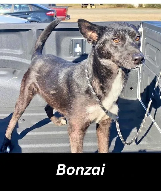 Bonzai