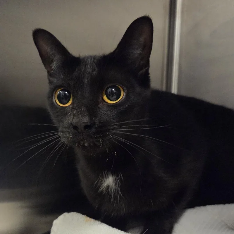 An adult medium-sized female Black Domestic Short Hair cat named Electra for adoption in Hinsdale, IL