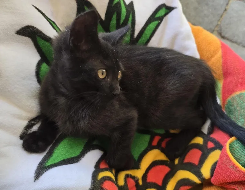 A baby medium-sized female Black Domestic Short Hair cat named Ginger for adoption in Seal Beach, CA