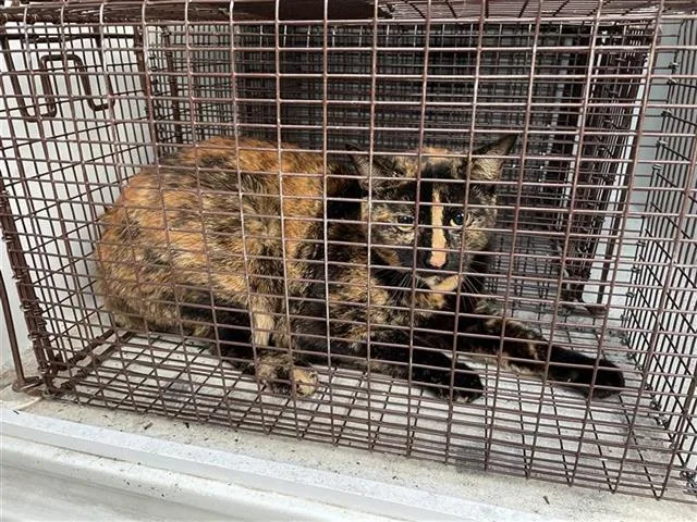 A young medium-sized female Domestic Short Hair cat named Sage for adoption in Houston, TX