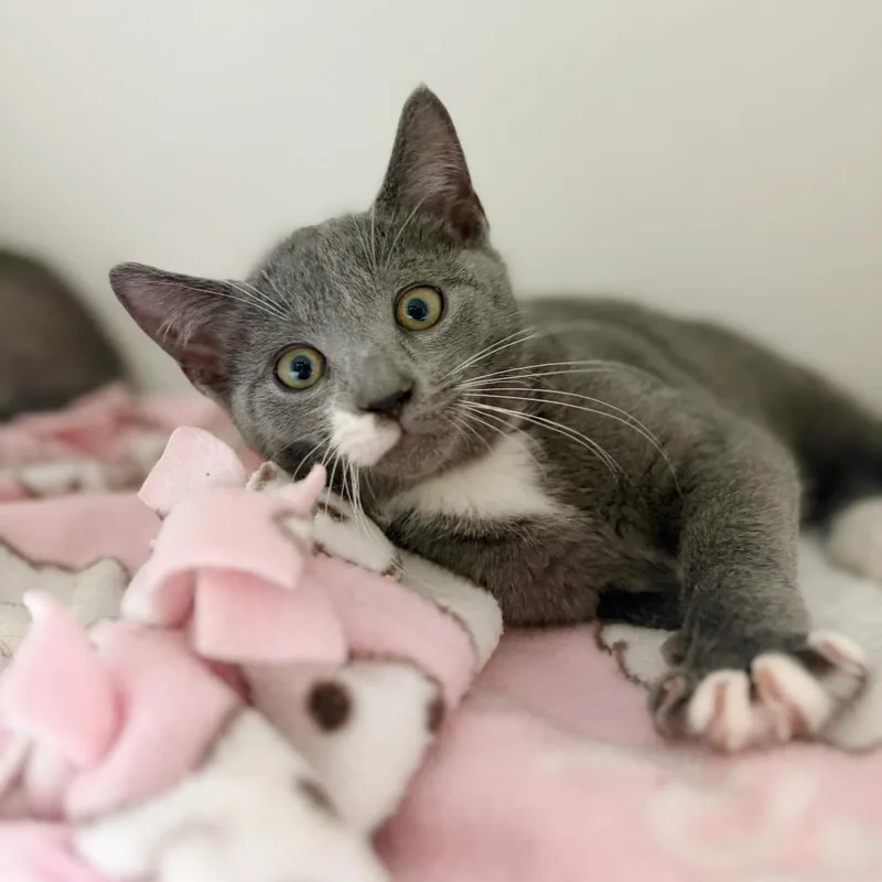 A baby small-sized male Domestic Short Hair cat named Scraps for adoption in Cumming, GA