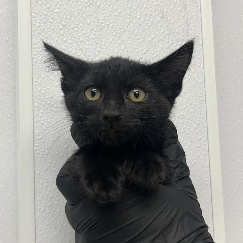A baby small-sized male Black Domestic Short Hair cat named Calcifer for adoption in Abilene, TX