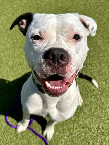 A young large-sized male Mixed Breed dog named Jerome for adoption in Wichita, KS