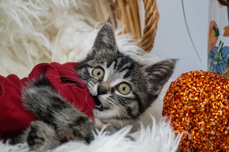 A baby medium-sized female Domestic Short Hair cat named Reeses for adoption in Sevierville, TN