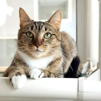 An adult small-sized female Brown / Chocolate Domestic Short Hair cat named Cece for adoption in Atlanta, GA