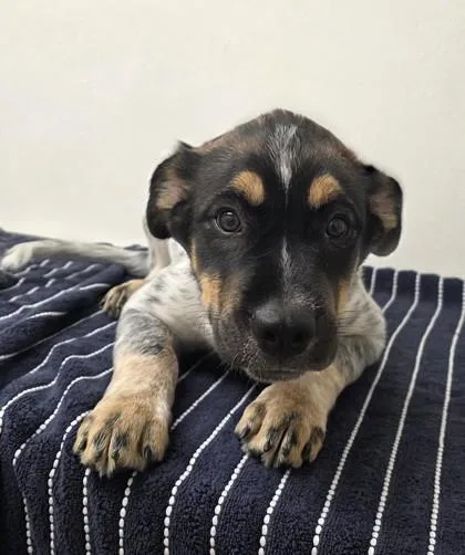 A young medium-sized male Shepherd dog named Chris Redfield for adoption in Phoenix, AZ