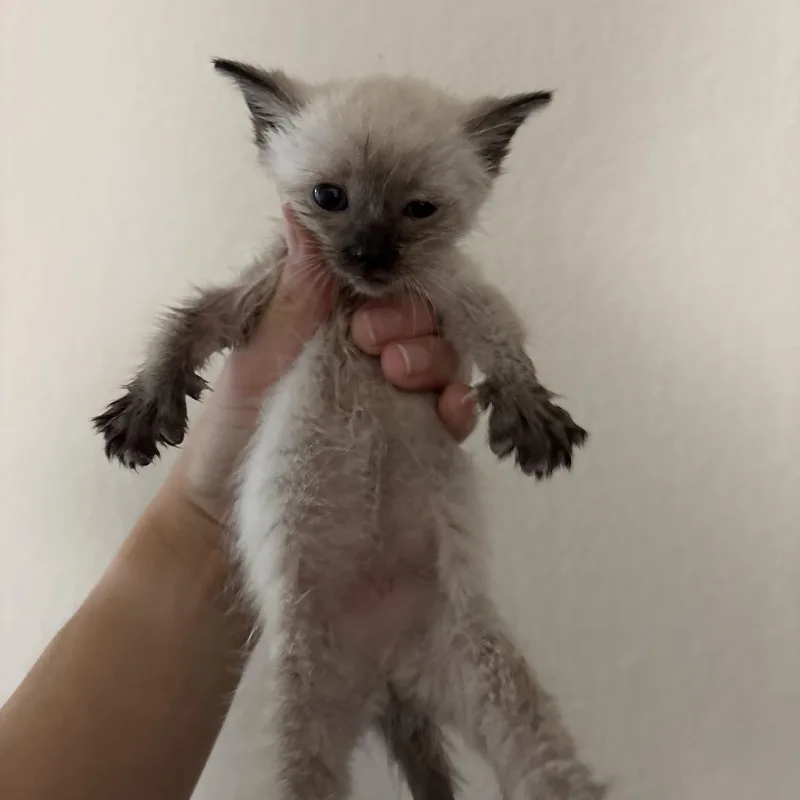 A baby medium-sized female Siamese cat named Malibu for adoption in Keller, TX