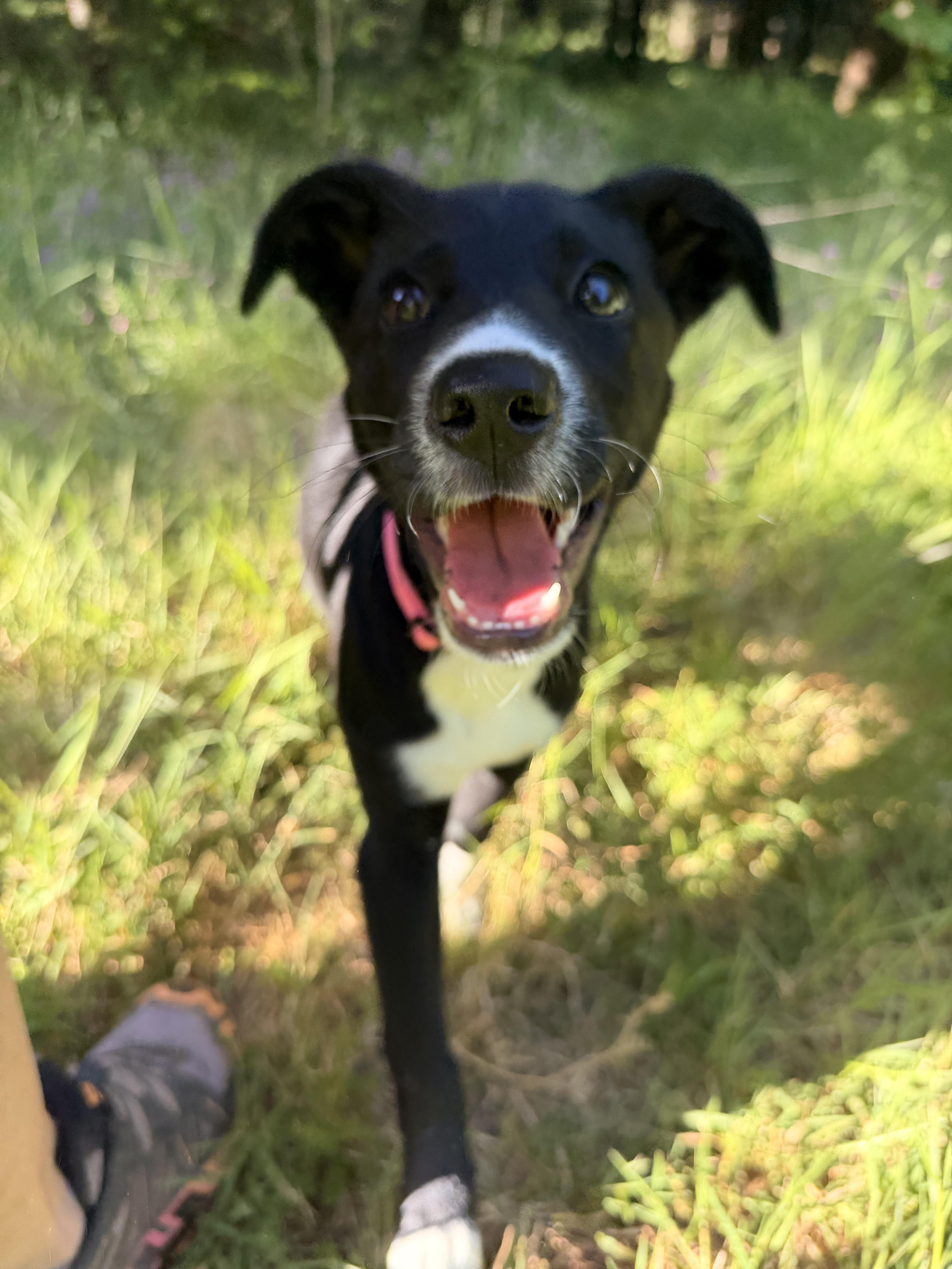 Stella