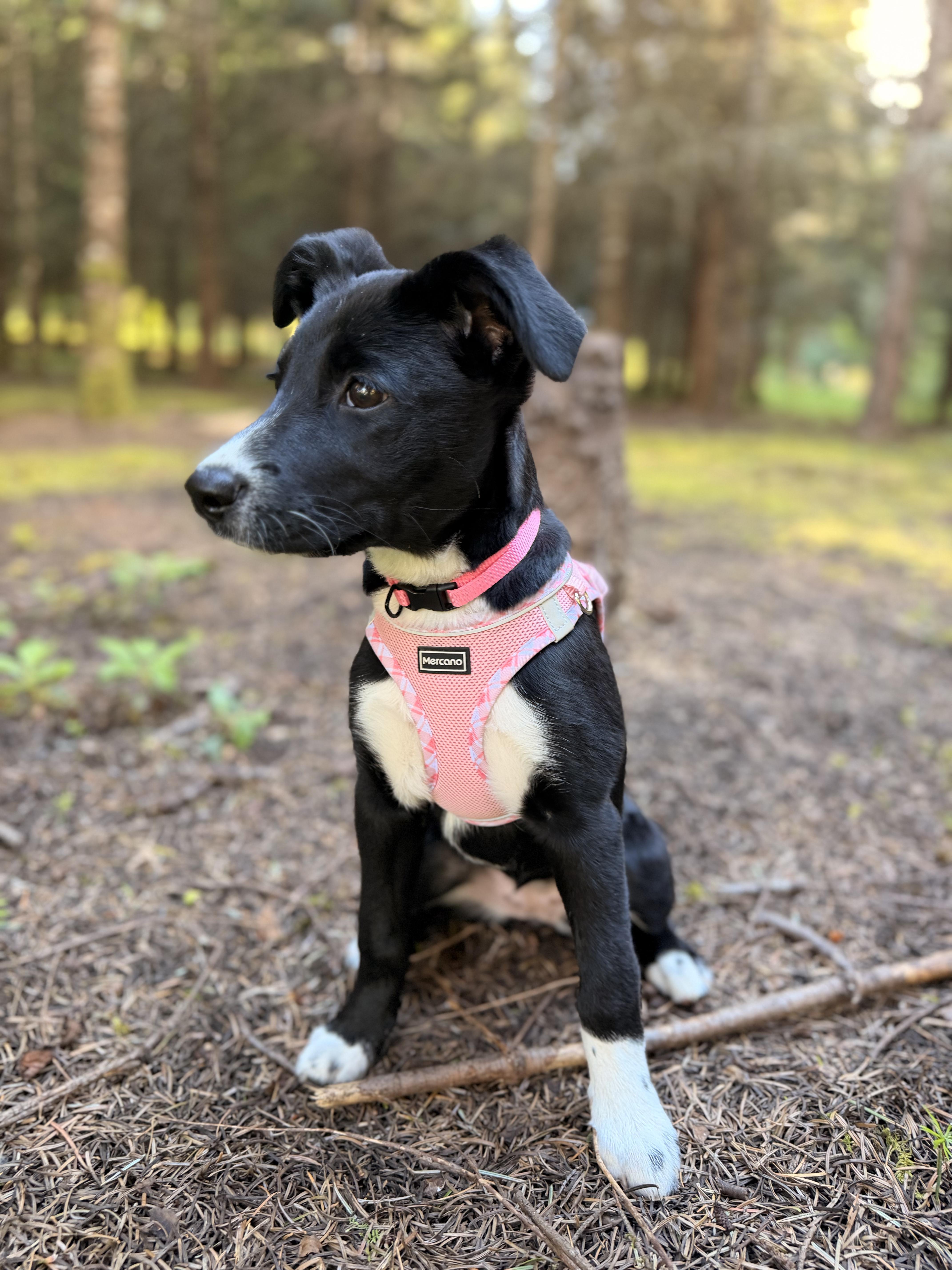 Stella thumbnail 2