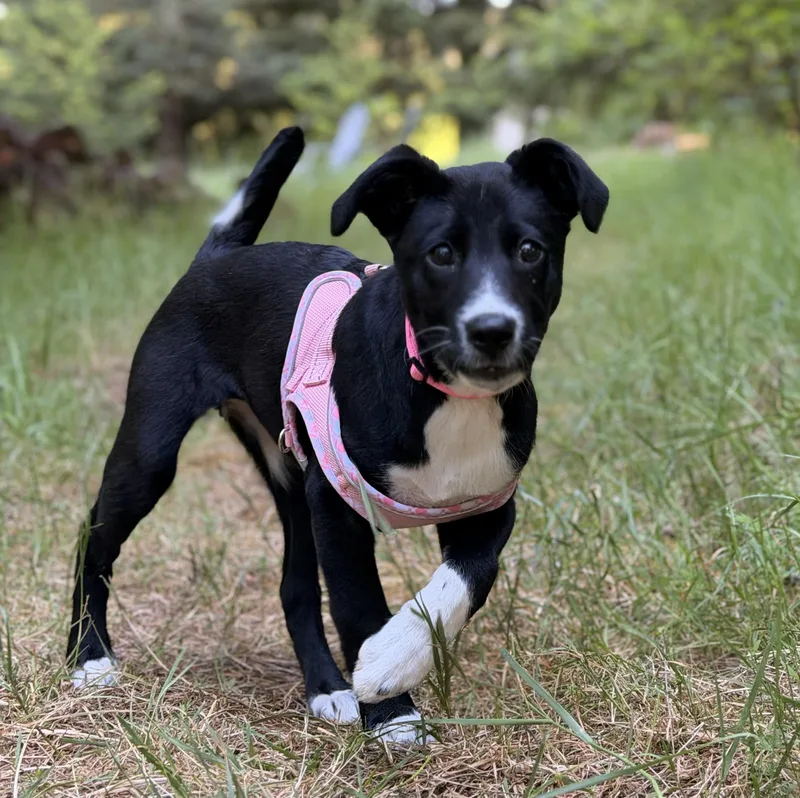 Stella thumbnail 4