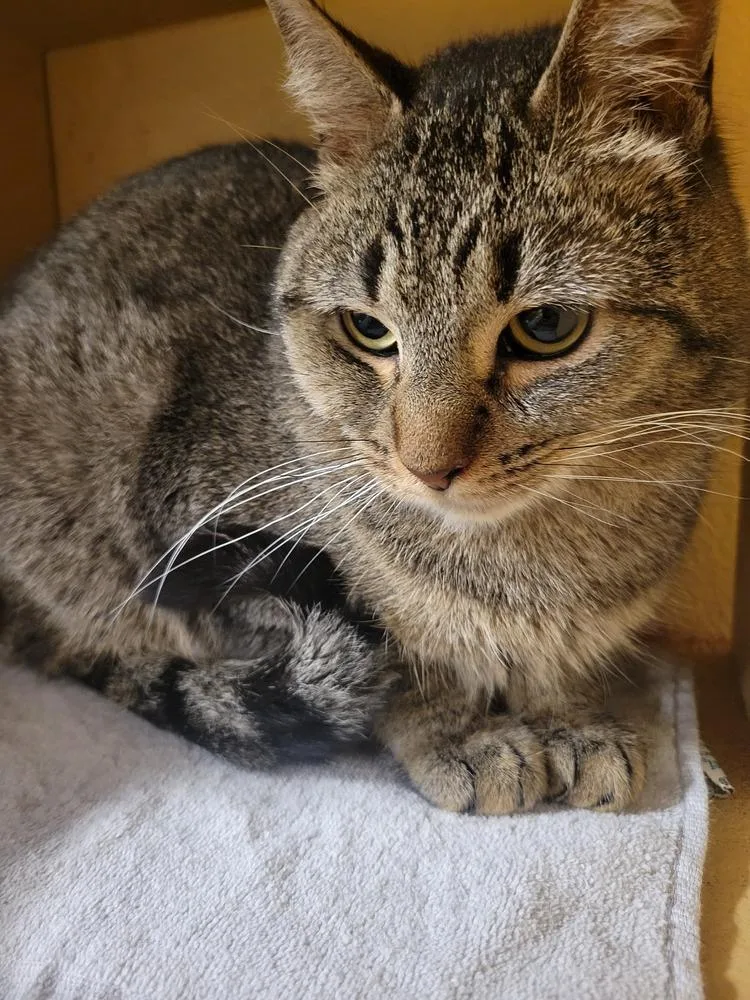 An adult small-sized male Domestic Short Hair cat named Eddie for adoption in Lorain, OH