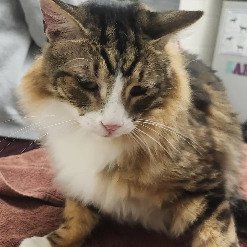A senior large-sized male Brown / Chocolate Domestic Medium Hair cat named Jasper for adoption in Murray, UT