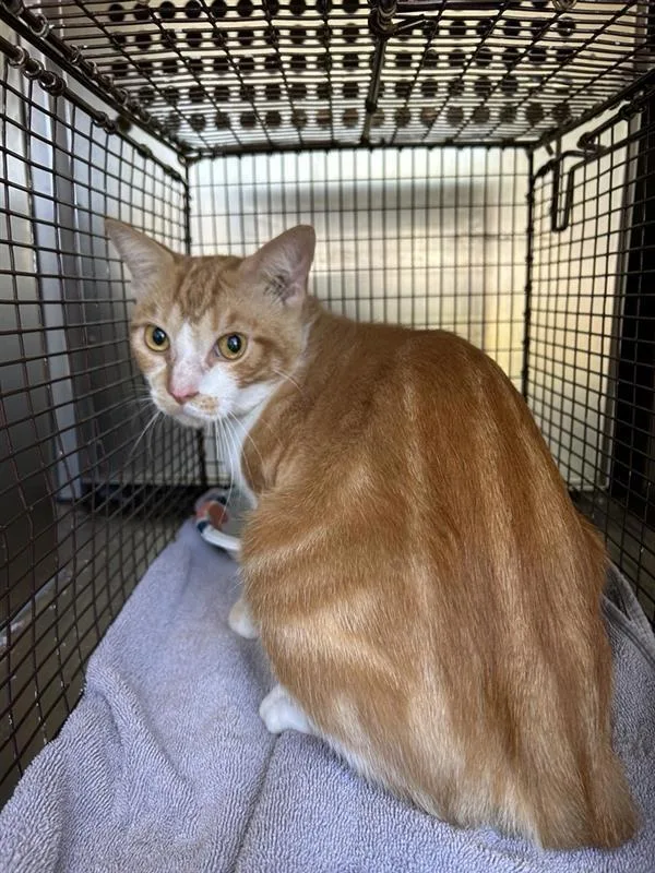 An adult small-sized male Domestic Short Hair cat named Churro for adoption in Austin, TX
