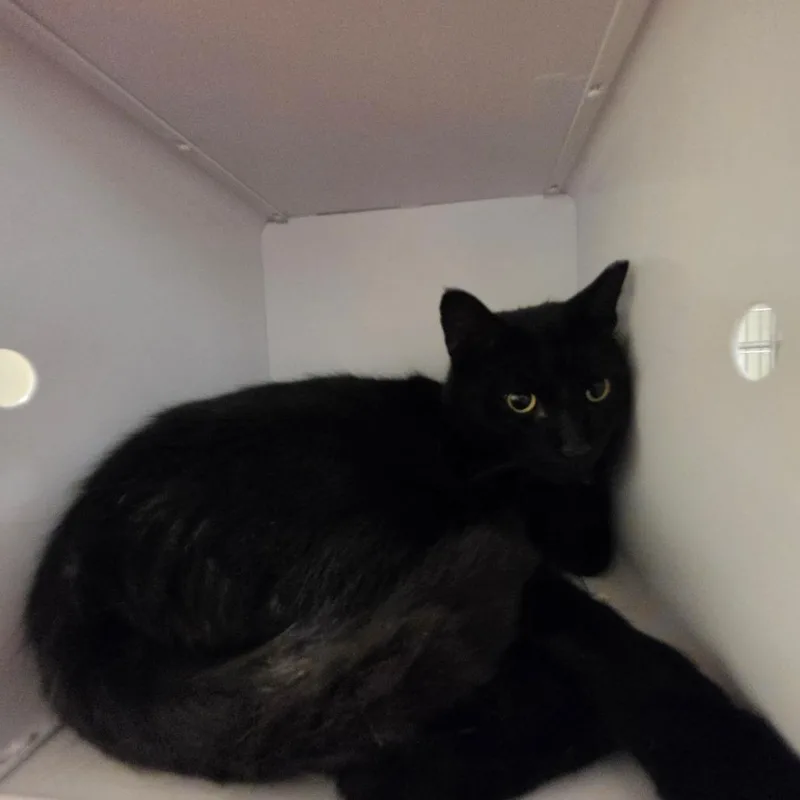 An adult large-sized male Domestic Short Hair cat named Thunder for adoption in Briarcliff Manor, NY
