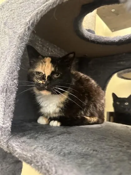 An adult medium-sized female Domestic Short Hair cat named Sunshine for adoption in St. Anne, IL