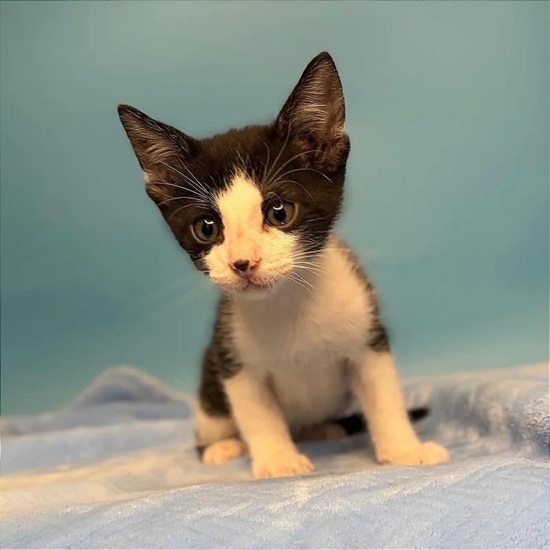 A baby small-sized male Black Domestic Short Hair cat named Santiago for adoption in San Antonio, TX
