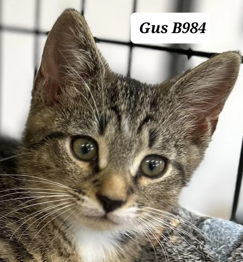 A baby medium-sized male Tabby (Brown / Chocolate) Domestic Short Hair cat named Gus for adoption in Morganton, NC