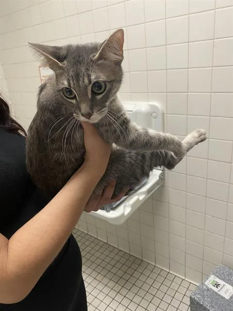 A young medium-sized female Domestic Short Hair cat named Linda for adoption in Dallas, TX
