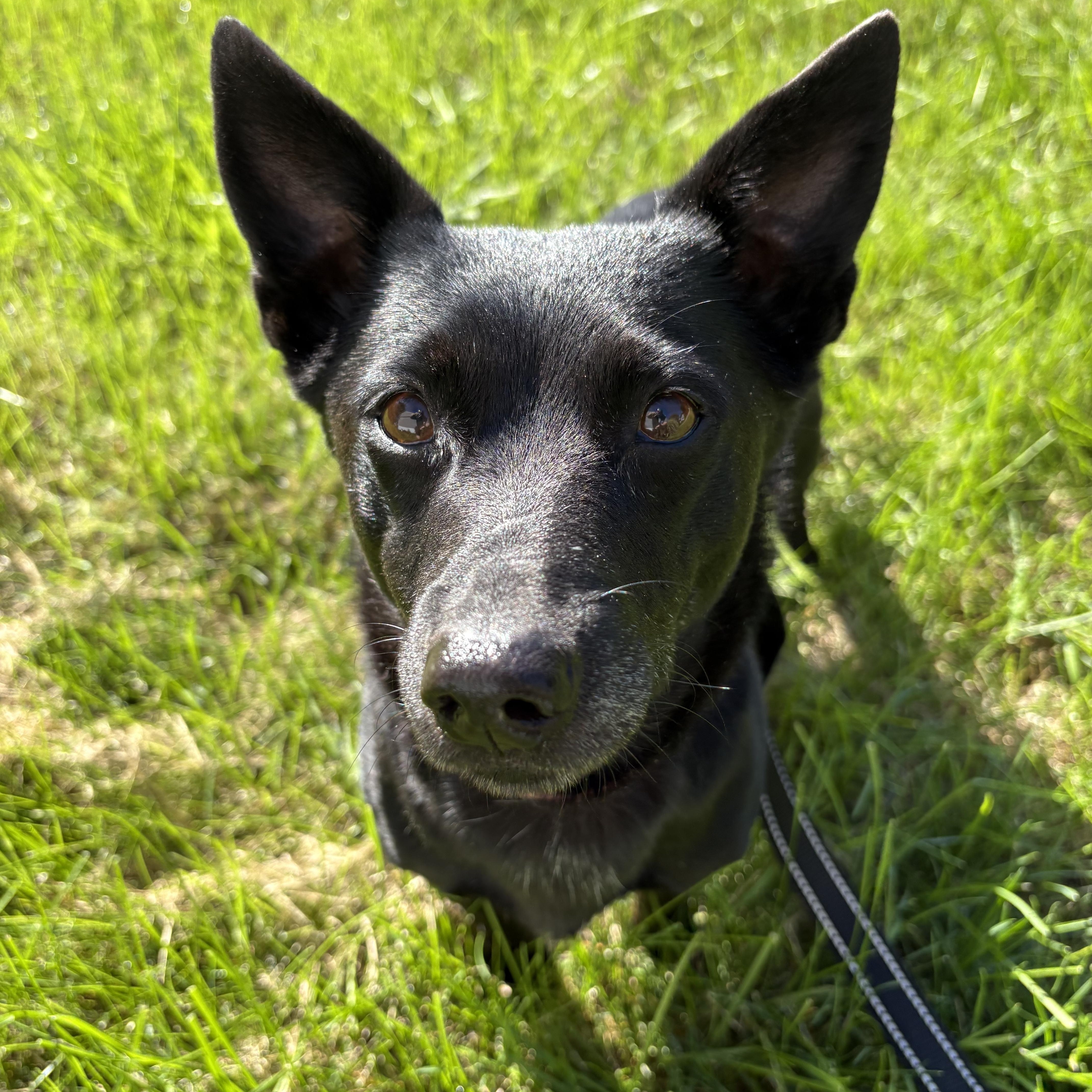 An adult small-sized female Mixed Breed dog named Maya for adoption in Bettendorf, IA