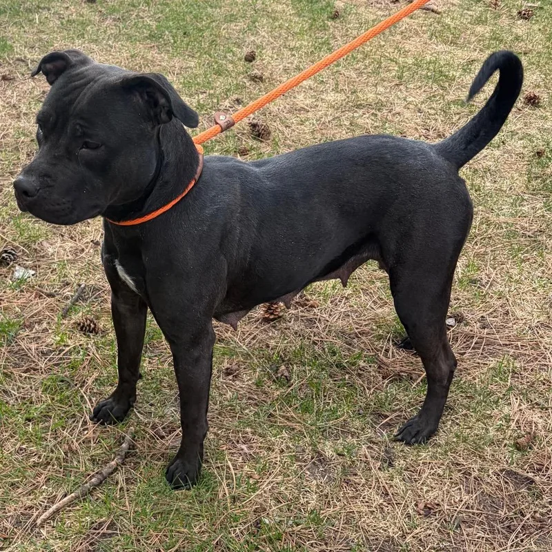 An adult large-sized female Black Pit Bull Terrier dog named Tova D for adoption in Princeton, MN