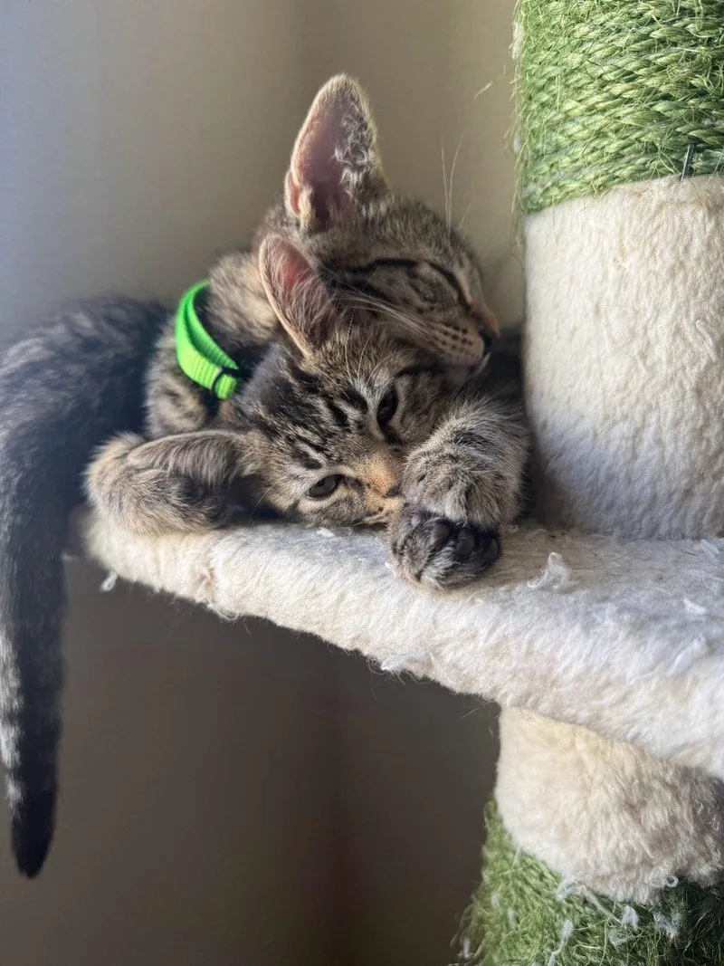 A baby small-sized male Domestic Short Hair cat named J for adoption in Mission Viejo, CA