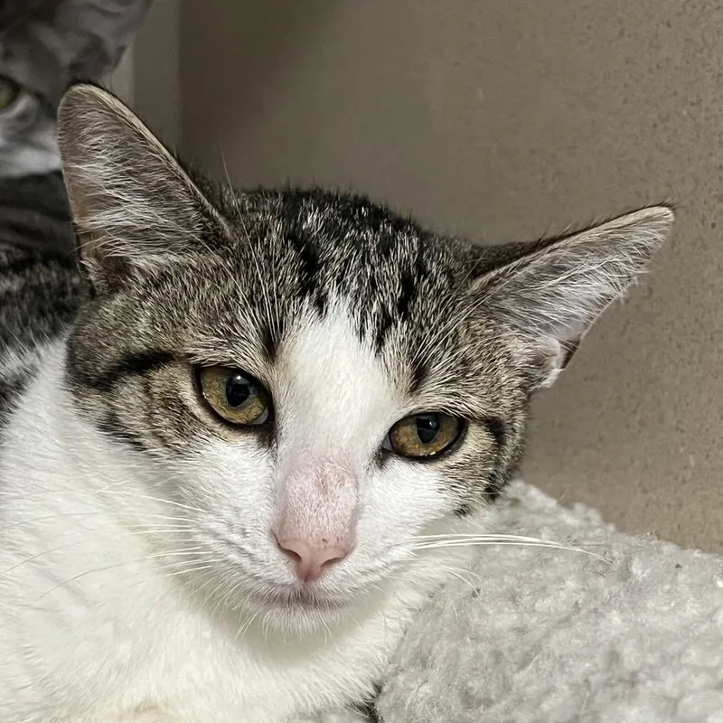 A young medium-sized female White Domestic Short Hair cat named Belly for adoption in Calverton, NY