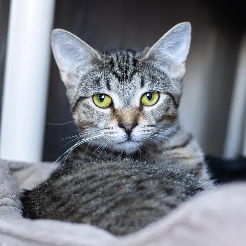 An adult medium-sized female Brown / Chocolate Domestic Short Hair cat named Isabelle for adoption in Wilmington, DE