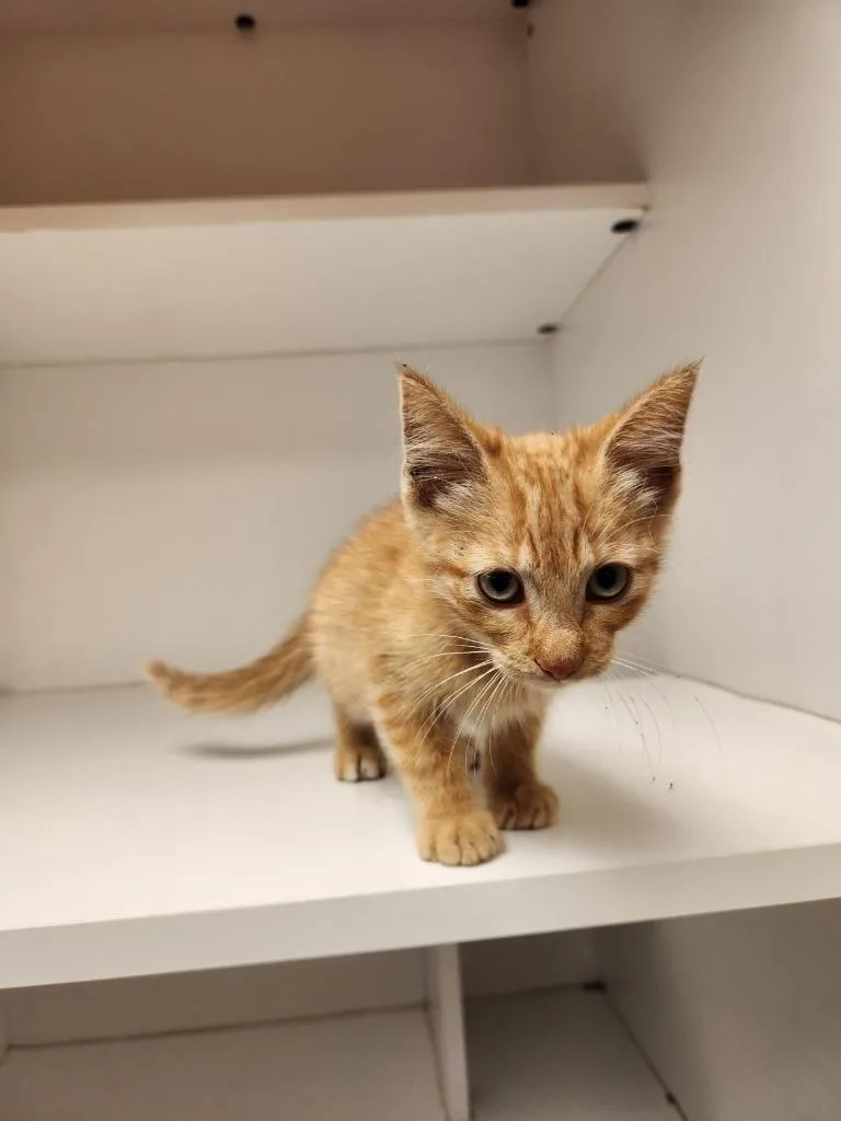 A baby medium-sized male Domestic Short Hair cat named Cat Condo for adoption in Greenville, TX