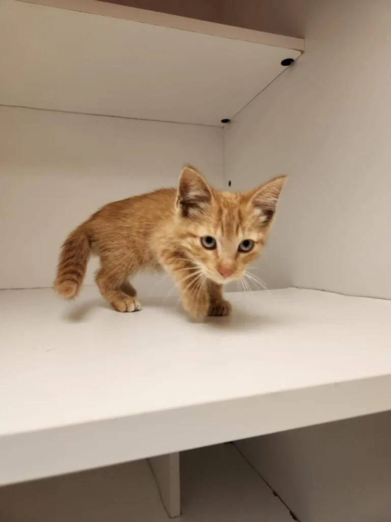 Cat Condo thumbnail 3