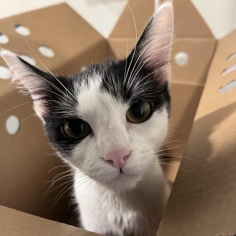 A young medium-sized female Domestic Short Hair cat named Dapple for adoption in Tampa, FL