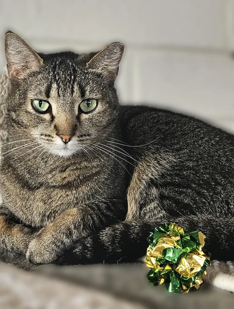 An adult medium-sized female Tabby (Gray / Blue / Silver) Domestic Short Hair cat named Whiskers for adoption in Scottsdale, AZ