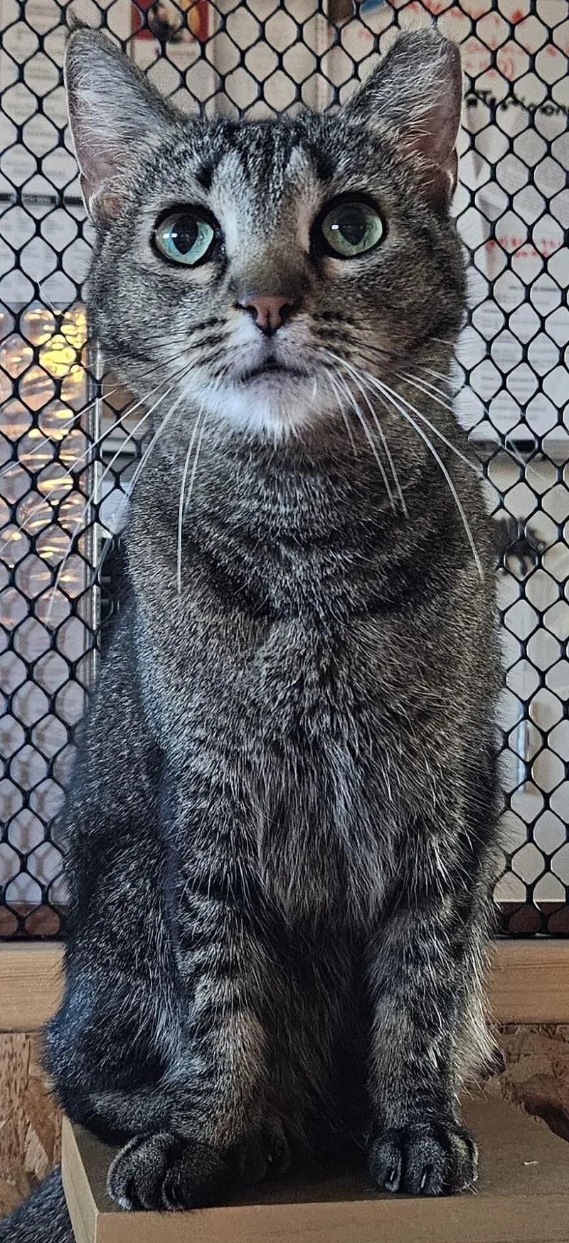 Whiskers thumbnail 2