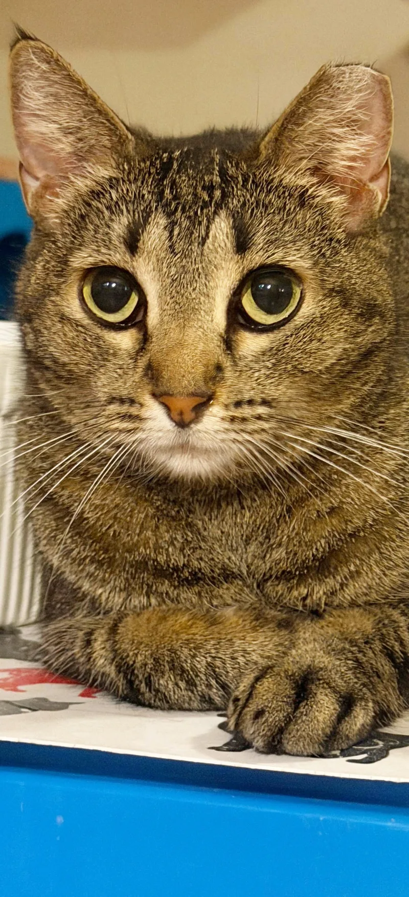 Whiskers thumbnail 3