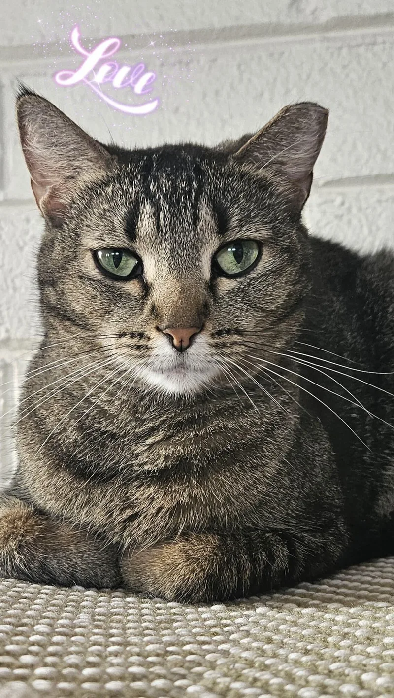 Whiskers thumbnail 4