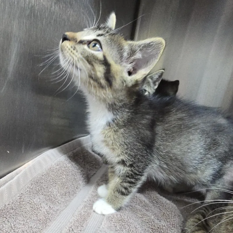 A baby small-sized female Brown / Chocolate Domestic Short Hair cat named Mivya for adoption in Yanceyville, NC