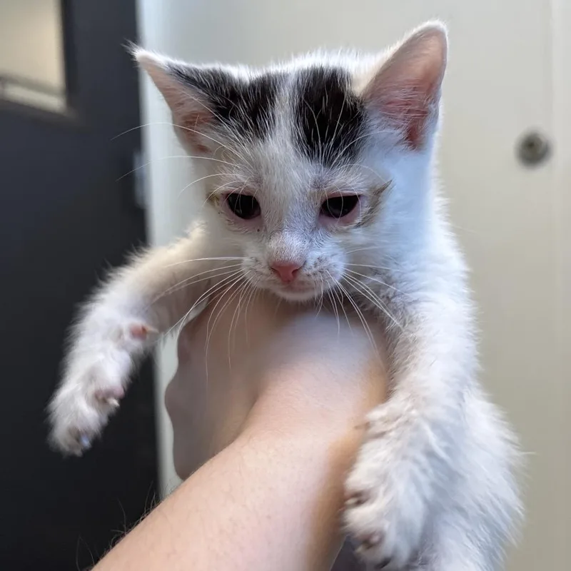 A baby small-sized female White Domestic Short Hair cat named Pecan for adoption in Naperville, IL
