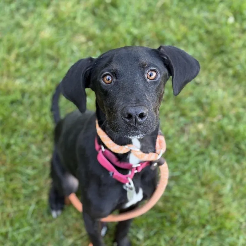 An adult medium-sized male Retriever dog named Miles for adoption in Pittsford, VT