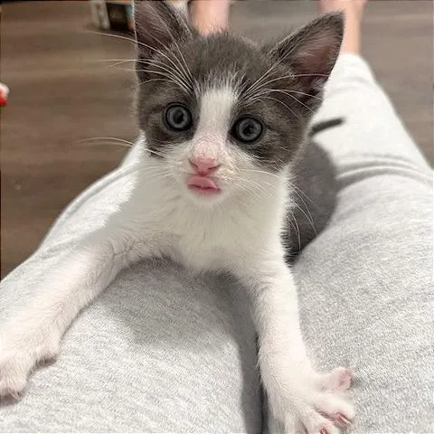 A baby small-sized male Gray / Blue / Silver Domestic Short Hair cat named Manny for adoption in Pleasant Hill, CA