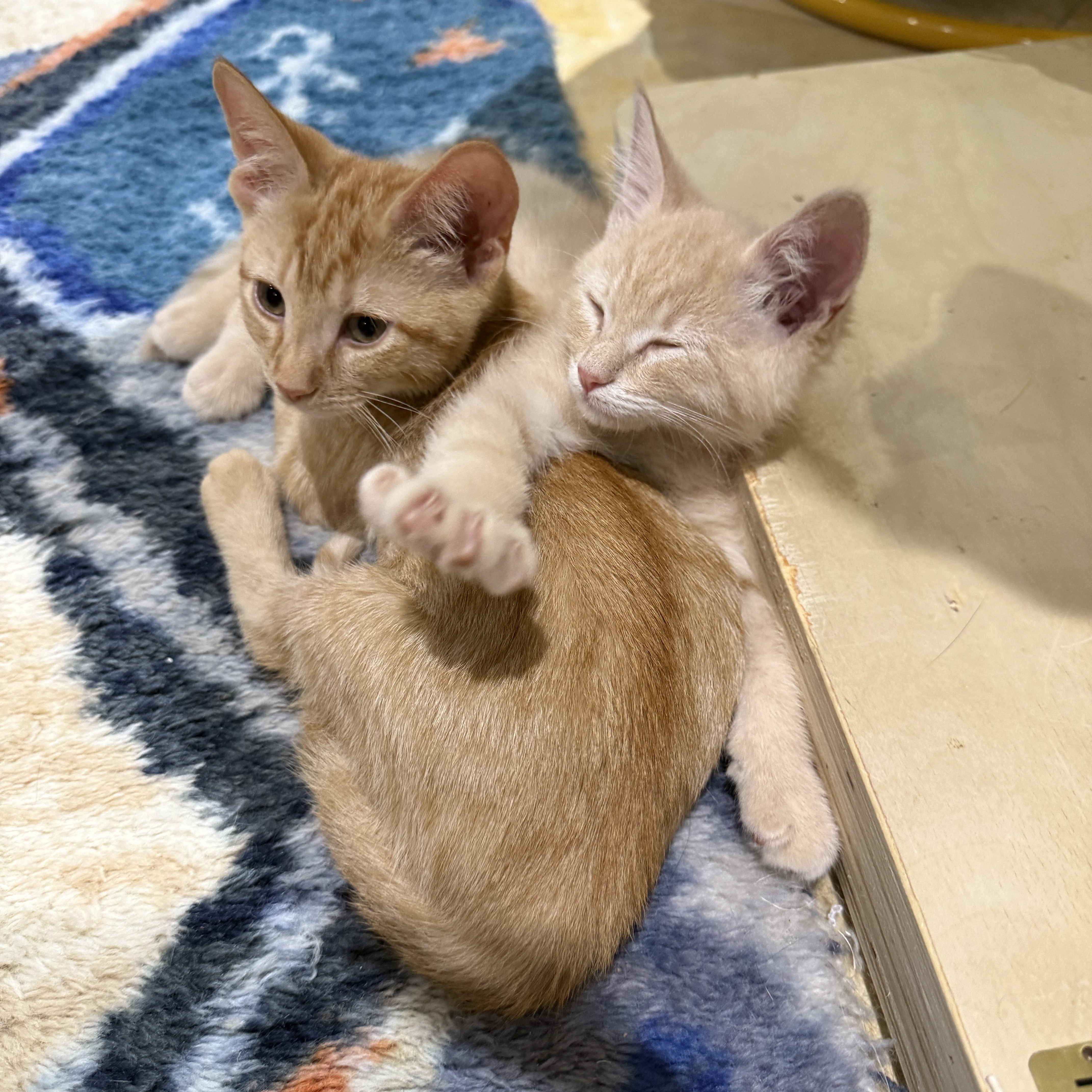 A baby medium-sized male Buff / Tan / Fawn Domestic Short Hair cat named Scallywag for adoption in Brooklyn, NY