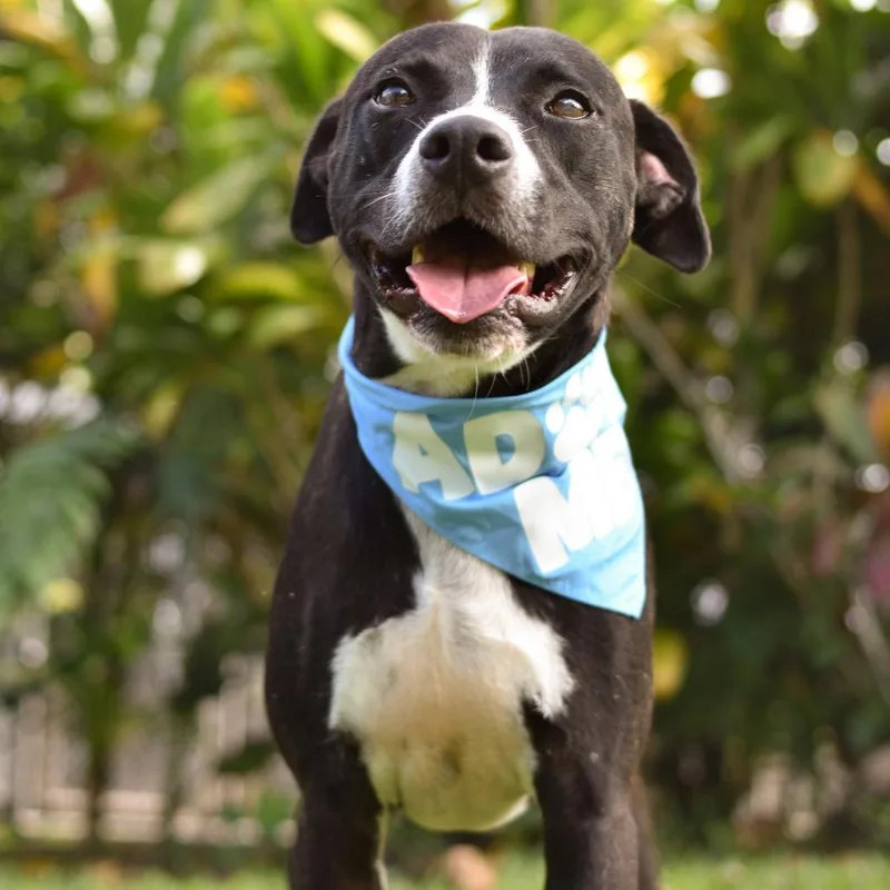 An adult large-sized male Black Mixed Breed dog named Boots for adoption in Kailua Kona, HI