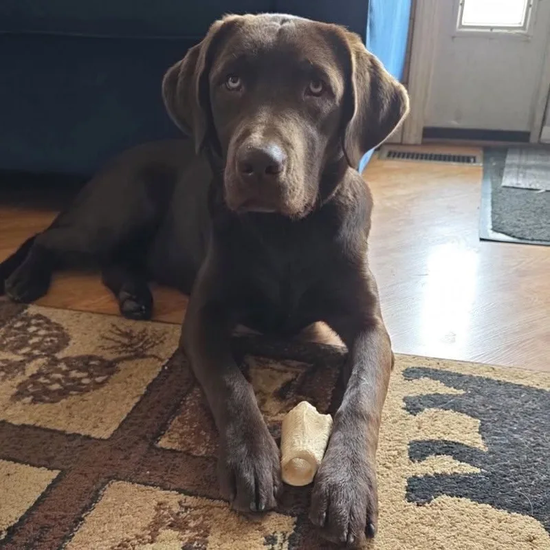 An adult medium-sized male Chocolate Labrador Retriever dog named Gus for adoption in Sherman, IL
