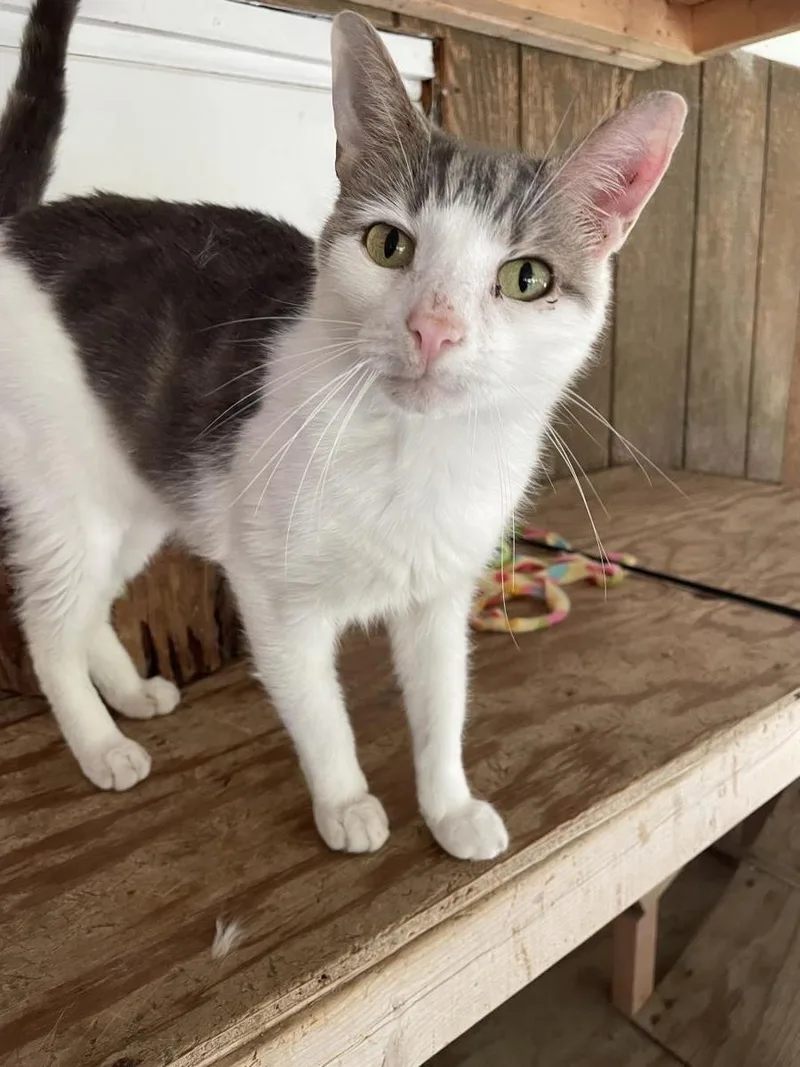 An adult medium-sized male Domestic Short Hair cat named Odinson for adoption in Beacon, NY