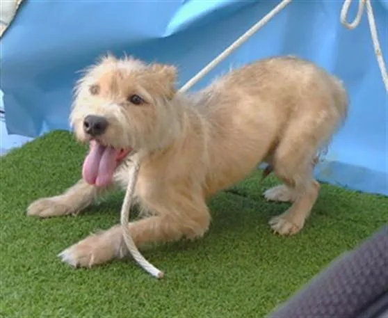 An adult small-sized male Terrier dog named Brownie for adoption in Gardena, CA