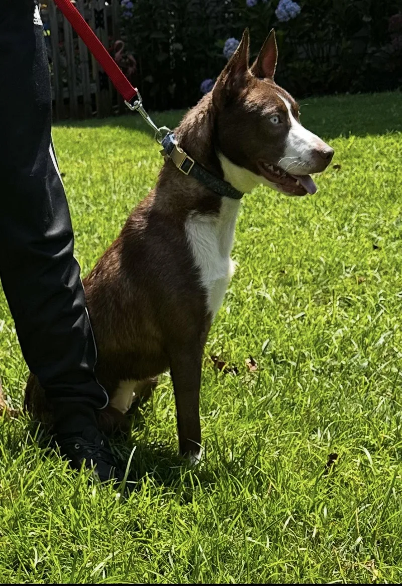 An adult medium-sized female Husky dog named Bluebell for adoption in Ball Ground, GA
