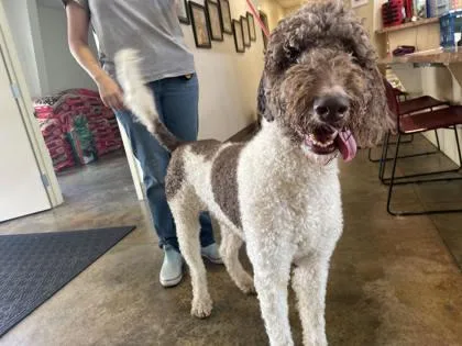 An adult large-sized male Standard Poodle dog named Pardi for adoption in Brunswick, GA